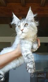 Maine Coon cucciola
