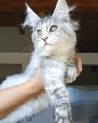 Maine Coon cucciola