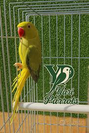 Parrocchetto dal collare cleartail