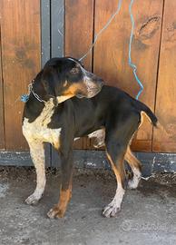 Segugio maremmano x francese