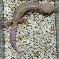 Geco Leopardino