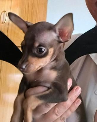 Mini animali: russo Toy terrier
