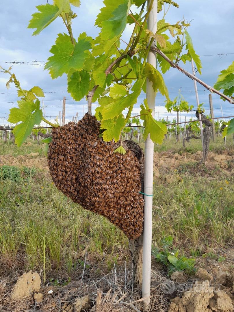 Azienda agricola 20Ha - Vista 5