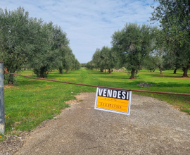Terreni