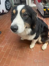 Pastore australiano 10 mesi