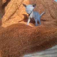 Gatti Sphynx cuccioli