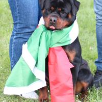 Rottweiler femmina per Expo