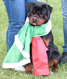 Rottweiler femmina per Expo