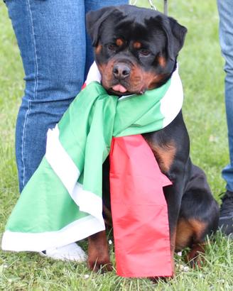 Rottweiler femmina per Expo