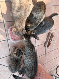 Gatti maschi e femmine