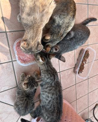 Gatti maschi e femmine