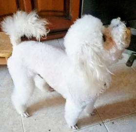 Animali barboncino bianco toy