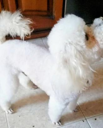 Animali barboncino bianco toy