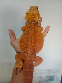 Pogone leatherback