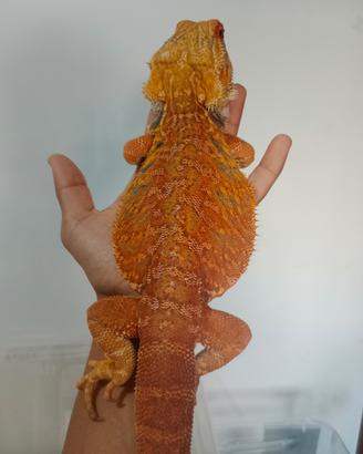 Pogone leatherback