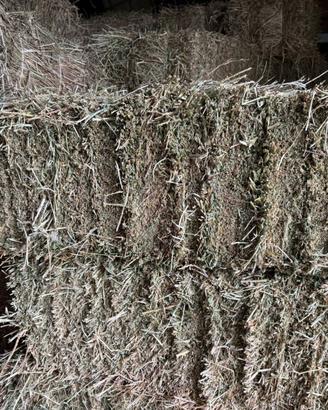Erba medica in ballette a Celano(AQ)
