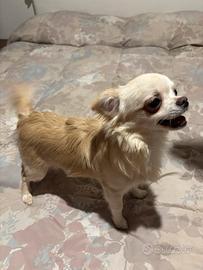 Cuccioli di chihuahua