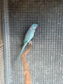Coppie Parrocchetti dal Collare
