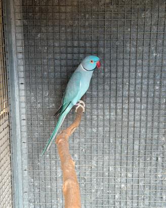 Coppie Parrocchetti dal Collare