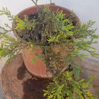 Bonsai Prebonsai di Ginepro 