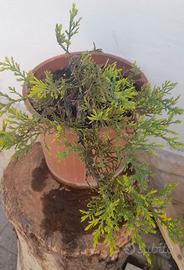 Bonsai Prebonsai di Ginepro 