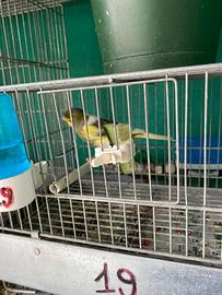 Canarini timbrato ORIGINALI