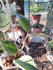 talee radicata di Macrophylla 