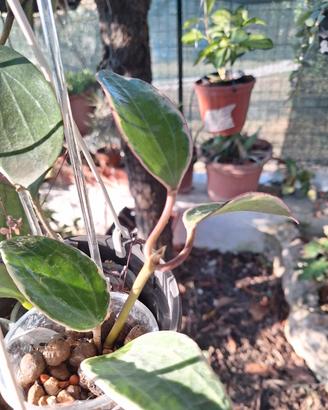 talee radicata di Macrophylla 