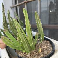Stapelia grandiflora 