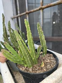 Stapelia grandiflora 