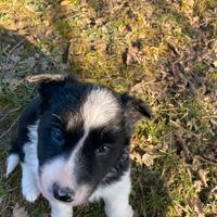 Cucciolo di Border Collie linea da lavoro