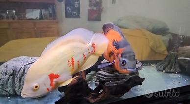 2 Astronotus Ocellatus pesci Oscar