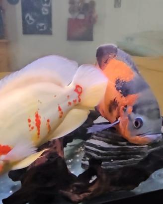 2 Astronotus Ocellatus pesci Oscar