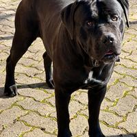 Cane corso marchio