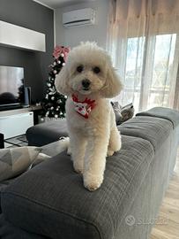 Barboncino toy per accoppiamento ?