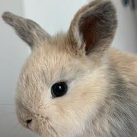 Coniglio nano