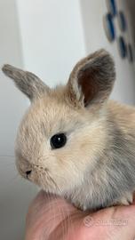 Coniglio nano