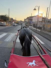 Cavallo spagnolo