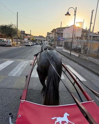 Cavallo spagnolo