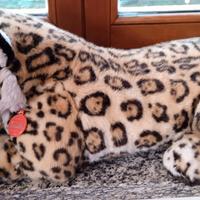 Tigre  grande Trudy originale