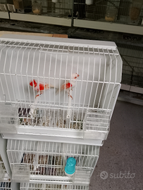 Coppia canarini rosso mosaico