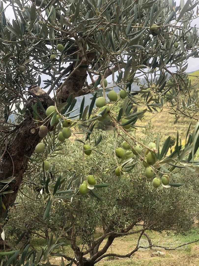 Terreni Agricoli Santo Stefano Briga, Messina - Vista 3