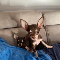 Chihuahua puro messicano femmina e maschio