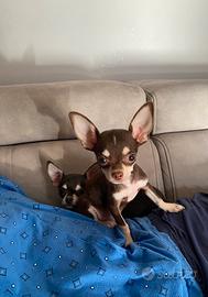 Chihuahua puro messicano femmina e maschio