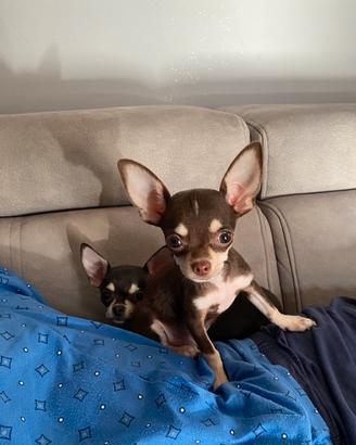 Chihuahua puro messicano femmina e maschio