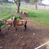 Pecore del camerun
