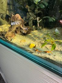 Endler