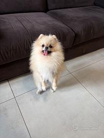 Volpino di pomerania BATUFFOLA Pedigree Toy