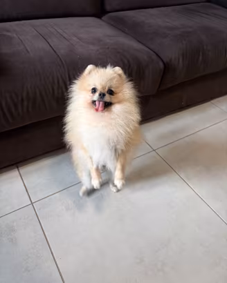 Volpino di pomerania BATUFFOLA Pedigree Toy