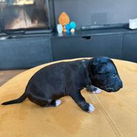 Bullterrier mini con pedigree ENCI